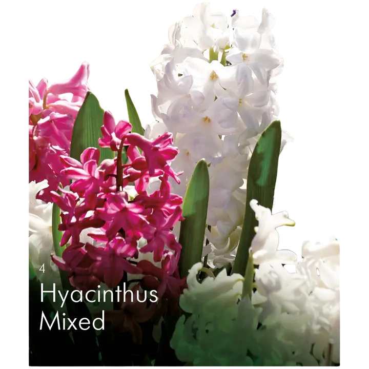 Hyasinttisekoite 15-16, 4kpl