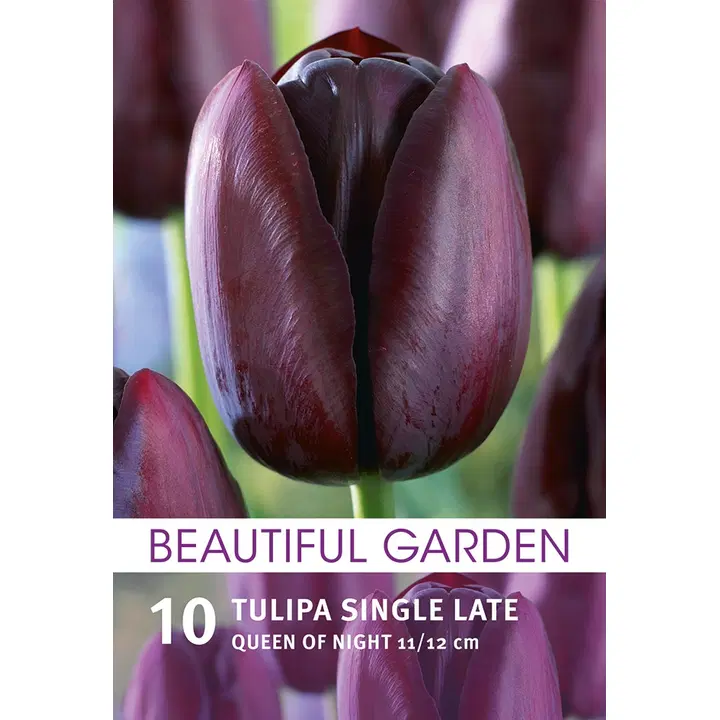 Tarhatulppaani Queen Of Night 10kpl
