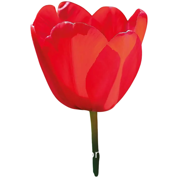 Tulppaani Red Impression Z11-12, 7kpl