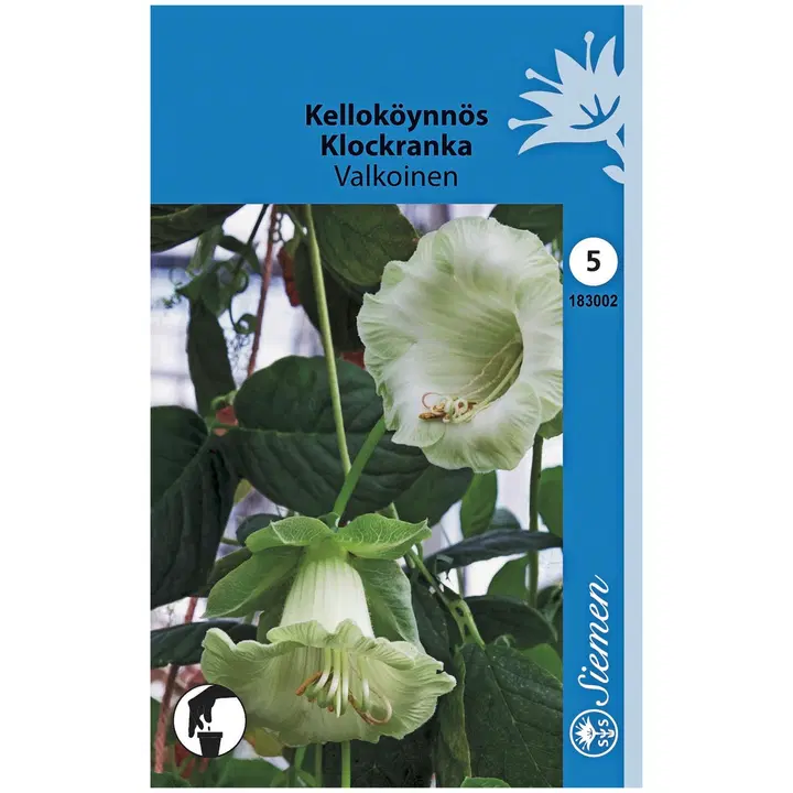 Siemen kelloköynnös valkoinen