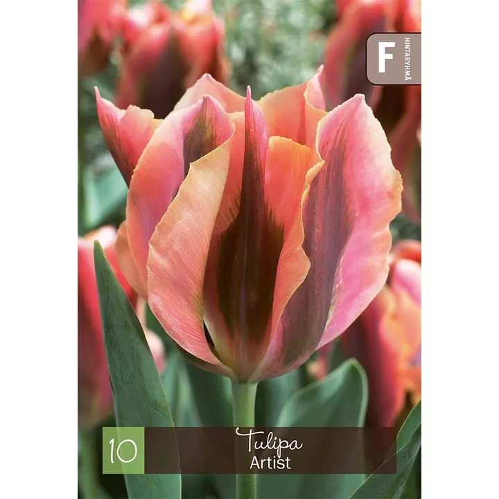 Tulppaani Artist Z11-12, 10kpl