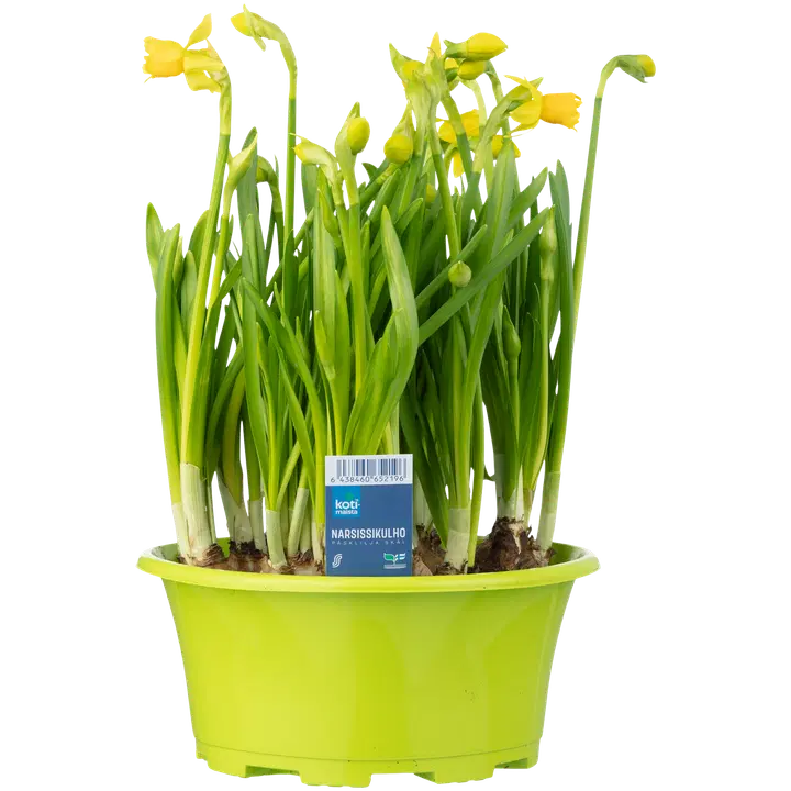 Narsissi Tete-a-Tete, kulho 23 cm