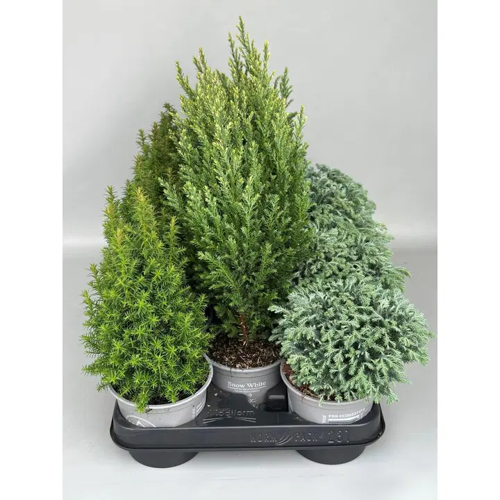 Sypressi Woody World rk 11cm, erilaisia