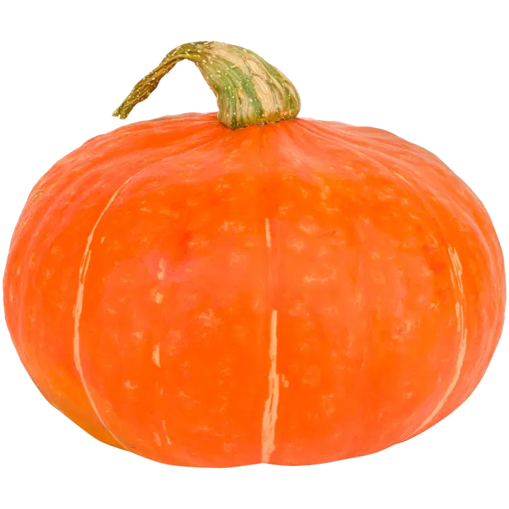 Hokkaidokurpitsa Suomi 1. lk