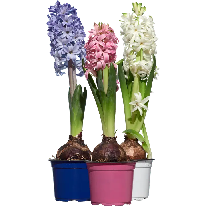 Kotimaista hüatsint 9cm