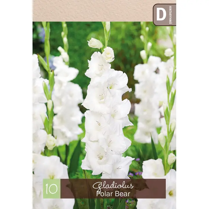Gladiolus 'Polar Bear' 10kpl