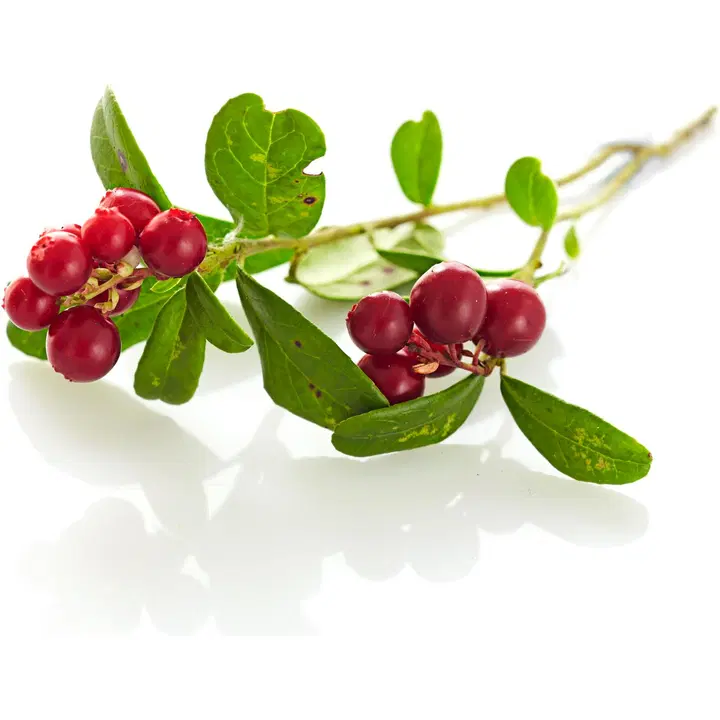 Puolukka 5 kg