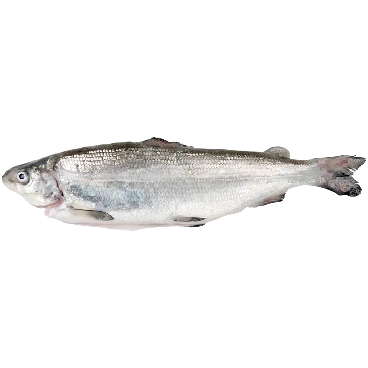 Kalaonni Benella siika avattu 10 kg