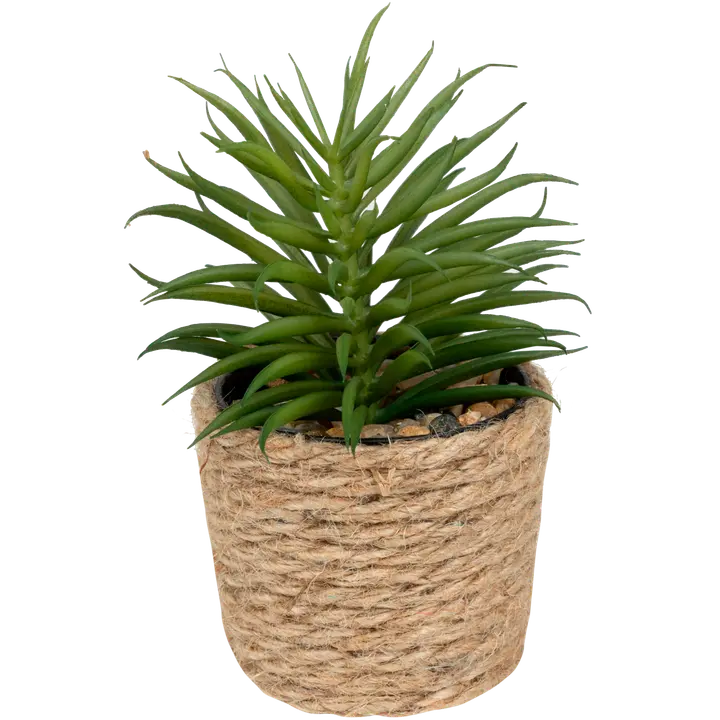 Tekokasvi juuttiruukussa D 12cm