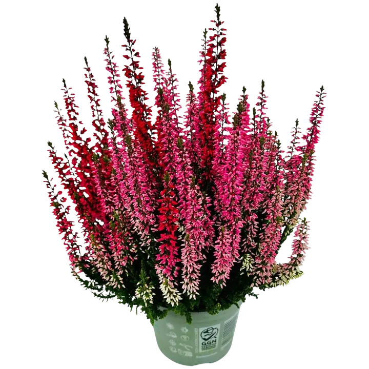 Calluna vulgaris Twin