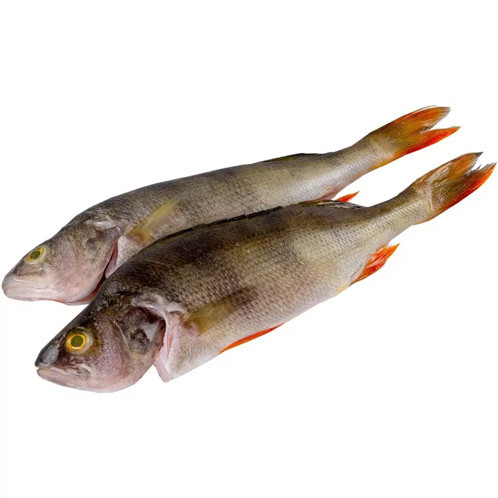 Ahven kokonainen avattu