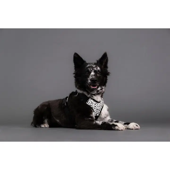 PAIKKA Harness koiran valjaat 2.0 M