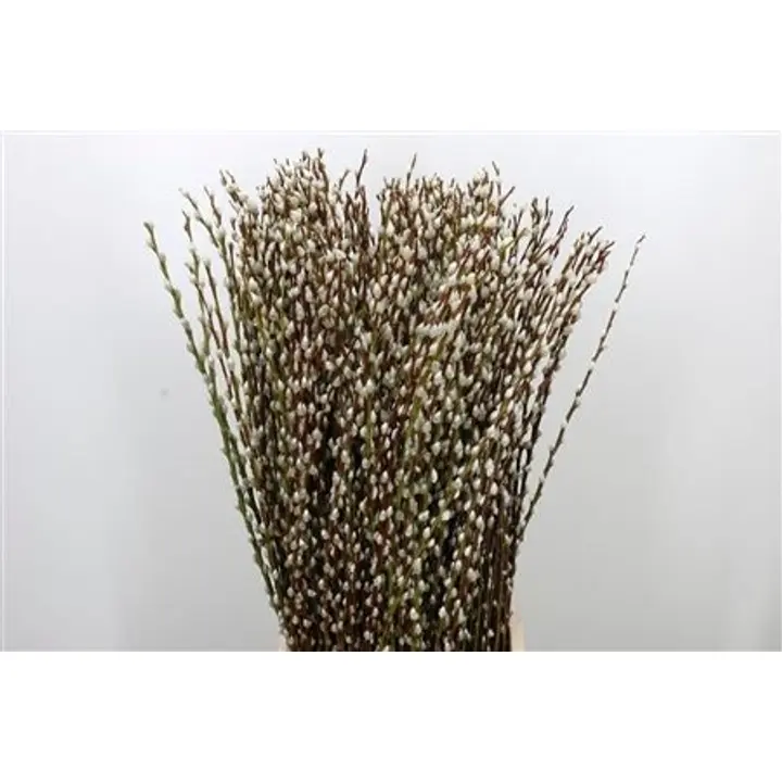 Pajunoksat 70cm, 5kpl