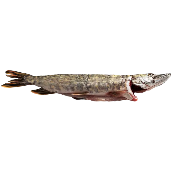 Järvikala Heinonen hauki