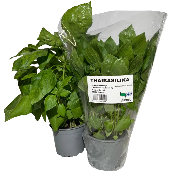 THAIBASILIKA