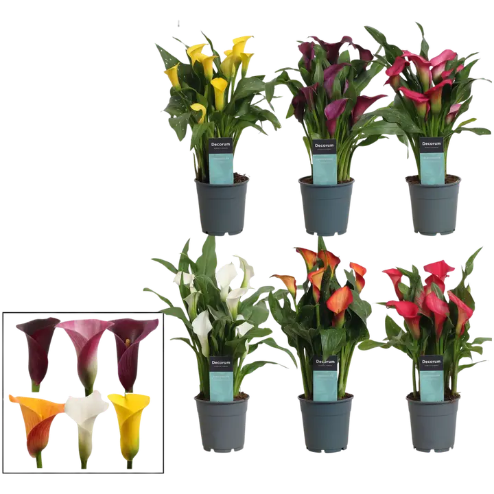 Kallad erivärvilised