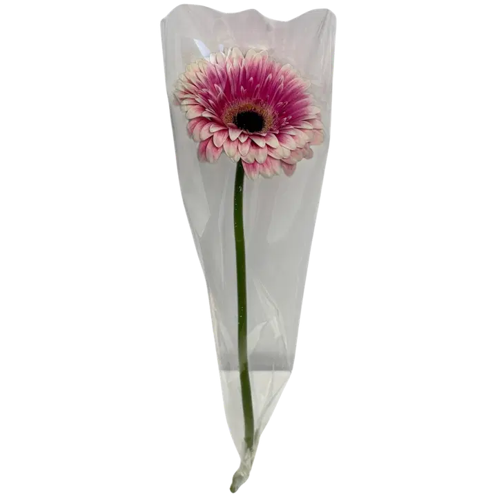 Gerberan oksa, lajitelma, 1 oksa, 50cm