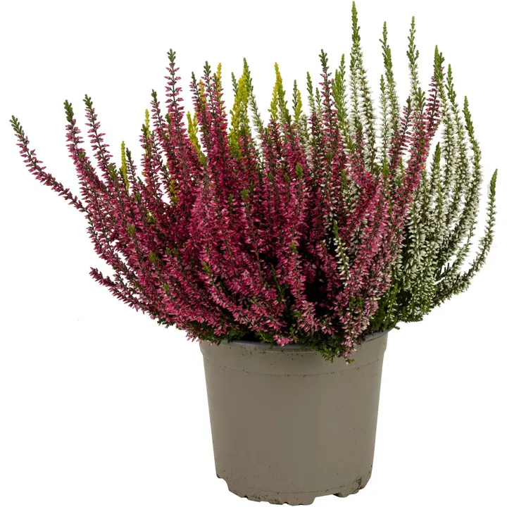 Calluna Vulgaris Trio-Girls, kolmivärinen aitokanerva, lajitelma eri väriyhdistelmiä, rk 17cm