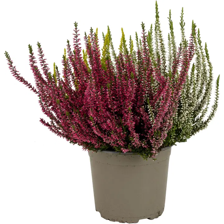 Calluna Vulgaris Trio-Girls, kolmivärinen aitokanerva, lajitelma eri väriyhdistelmiä, rk 17cm