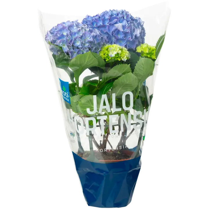 Hortensia potis Kotimaista