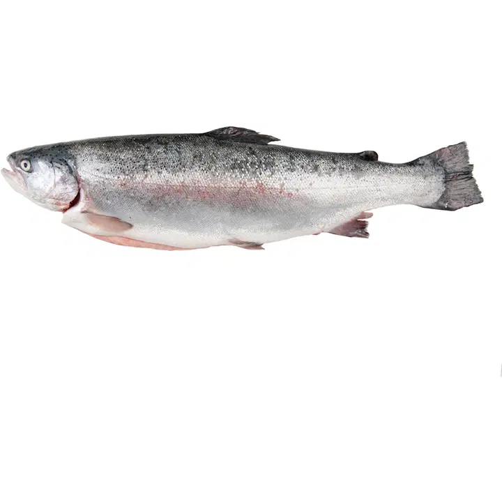 Benella Kirjolohi kokonainen n. 1,5 kg