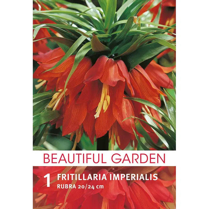 Keisarinpikarililja Rubra 1kpl