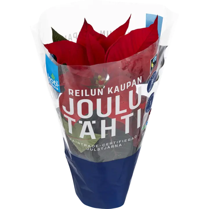 Kotimaista FT Jõulutäht S Punane