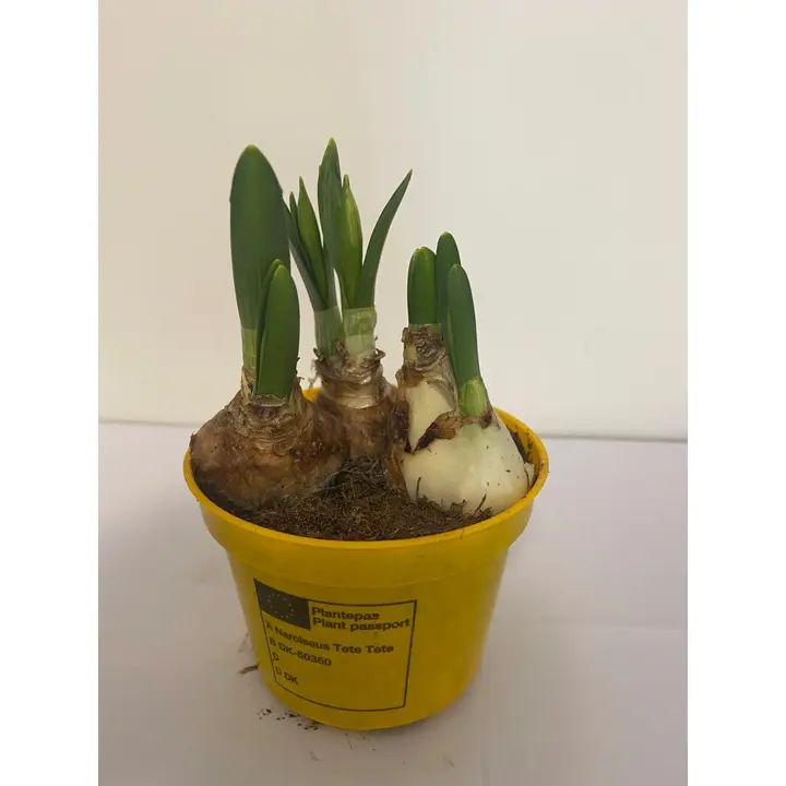 Natsiss Tete-a-Tete 9cm
