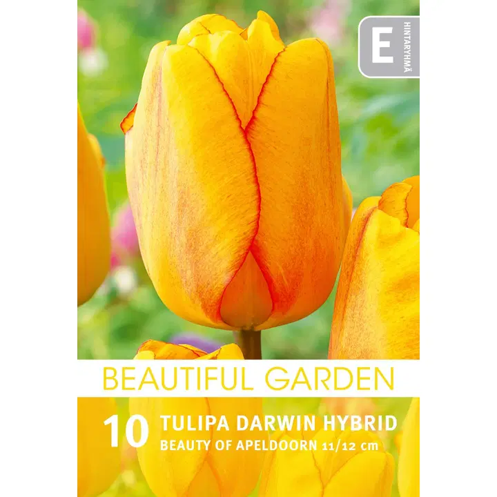 Tulpp. Beauty of Apeldoorn Z11-12, 10kpl