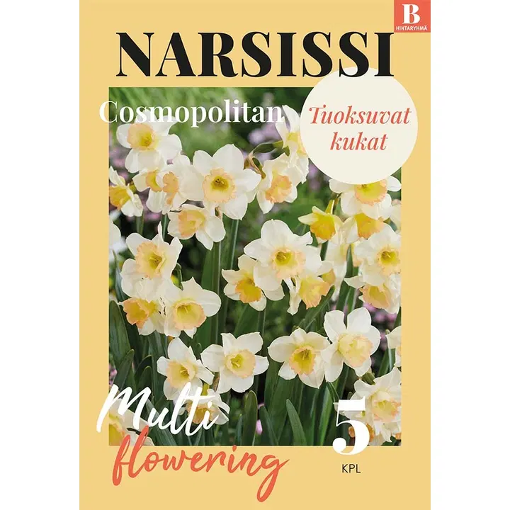 Narsissi Cosmopolitan Z12/14, 5kpl