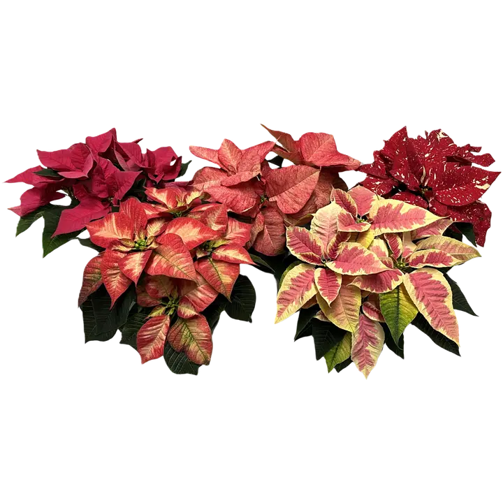 Jõulutähed Kirjud 12cm