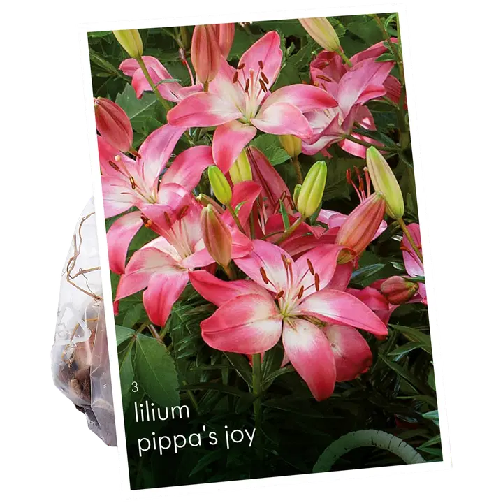 Päivänlilja Pippa's Joy 14/16 3kpl