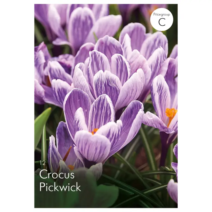Kevätsahrami Pickwick 7-8, 12kpl