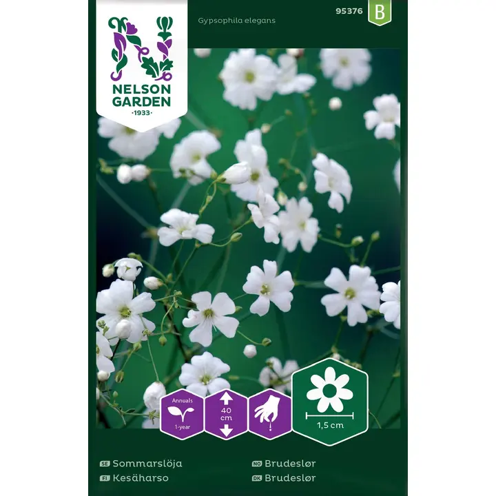 95376 gypsophila