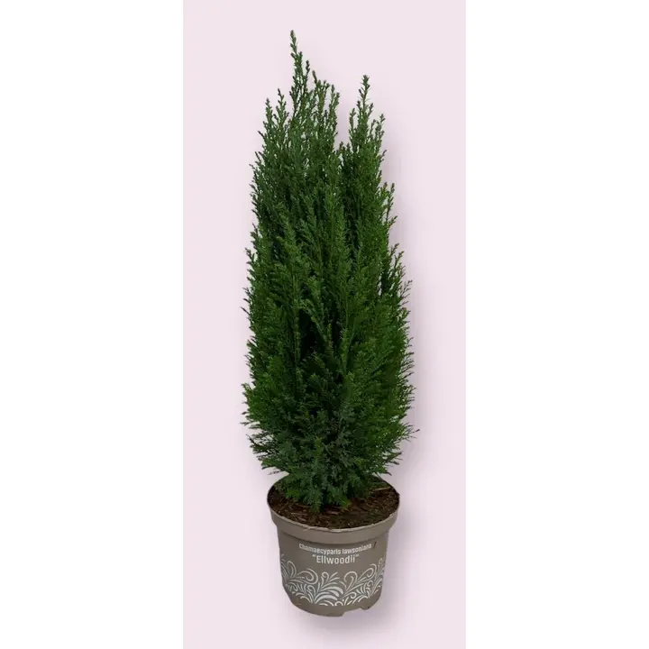 Küpress Ellwood 60-70 cm
