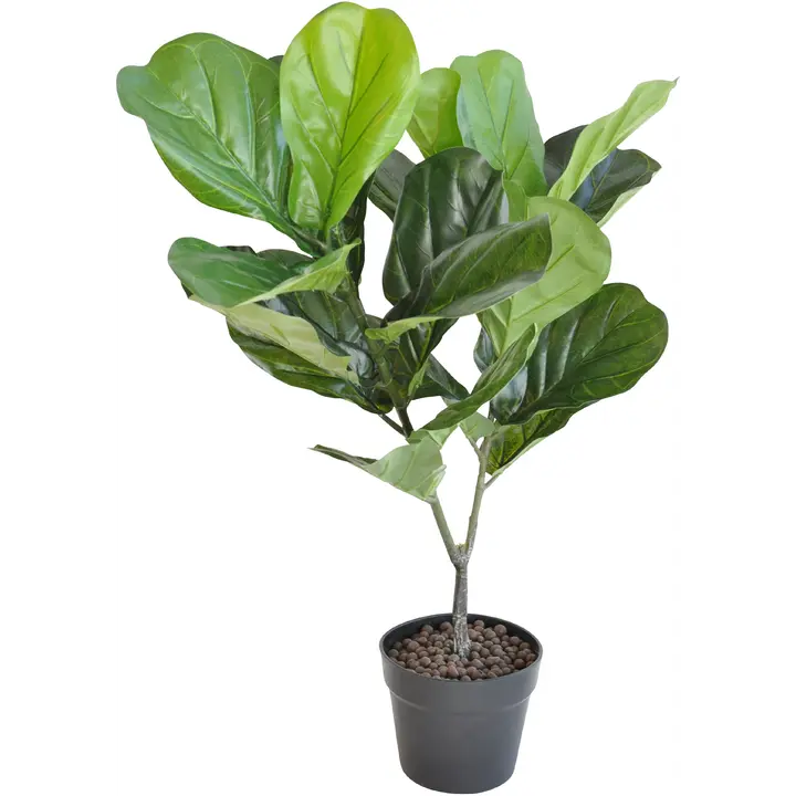 Lyyraviikuna ruukussa 75 cm vihreä