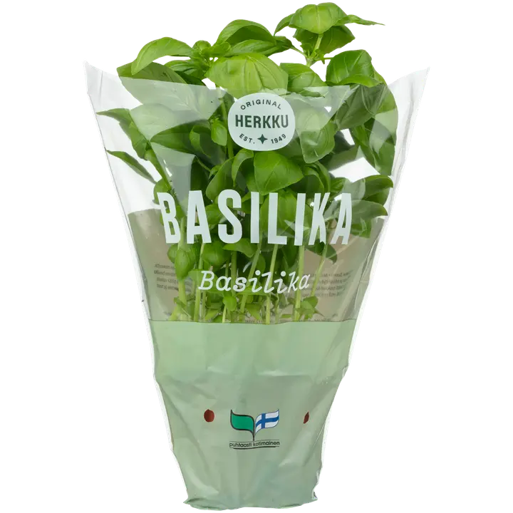 Herkku basilika ruukussa