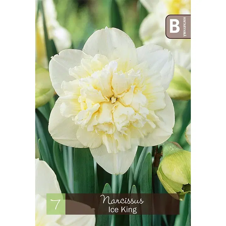Narsissi, Narcissus Ice King Z10/12, 7kpl