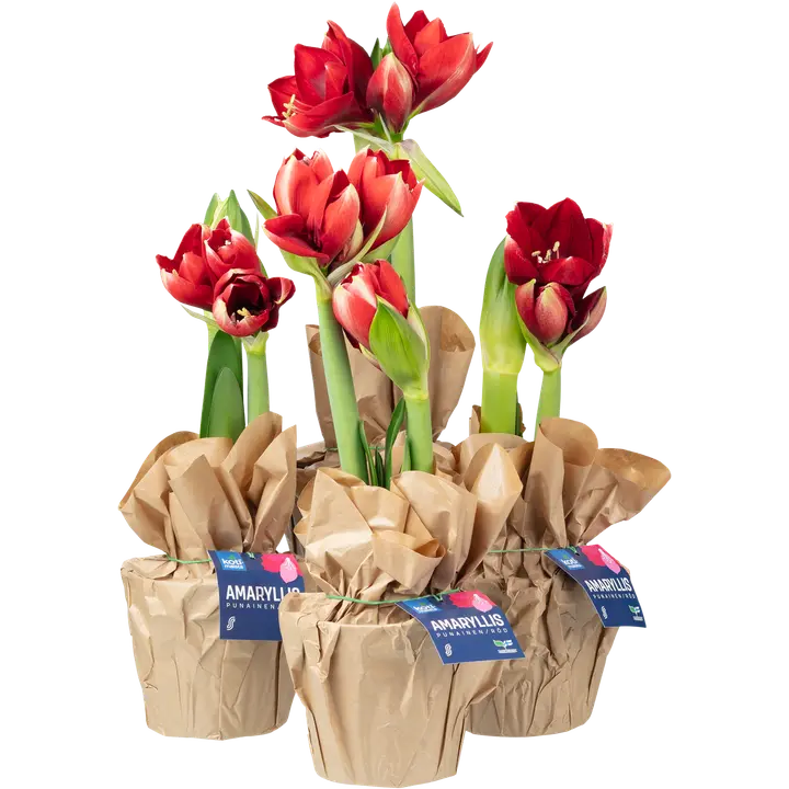 Kotimaista punainen amaryllis lahjakääreessä