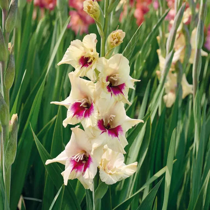 Miekkalilja Amber Mystic 12/14 x10