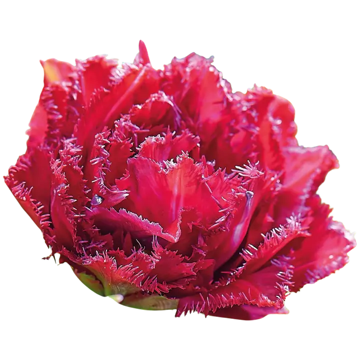 Tulppaani Cranberry Tistle Z11-12, 7kpl
