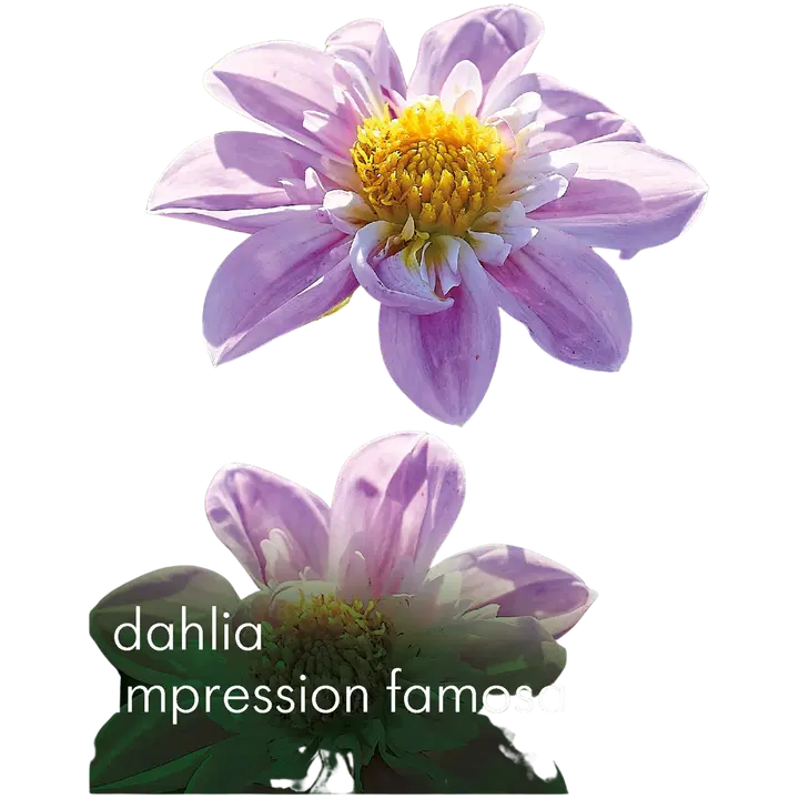 Daalia Impression Famosa No.I x1