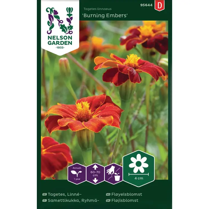 95644 tagetes ryhmä-, burning embers