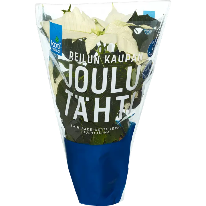 Kotimaista FT Jõulutäht L Valge