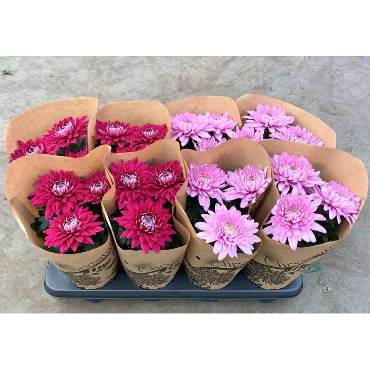 Krüsanteemid Zembla