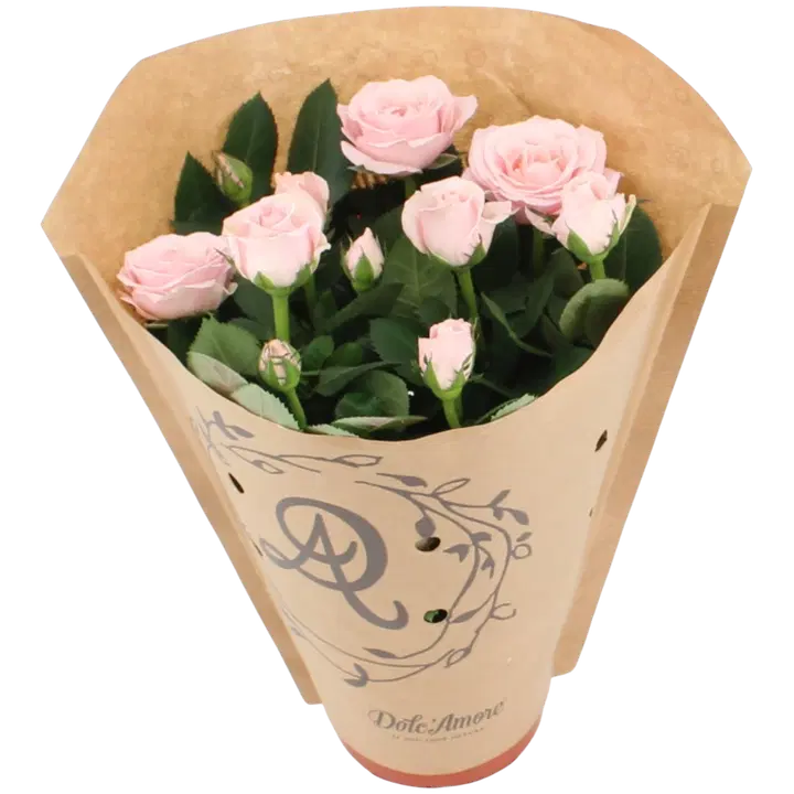 Ruusu Amorosa, rk 14cm, lajitelma, paperikääre