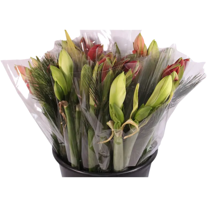 Amaryllis + vihreä, amarylliksessä lajitelmavärit, 50cm