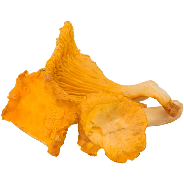 Jaatinen T. kantarelli