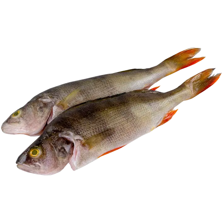 Kokonainen ahven
