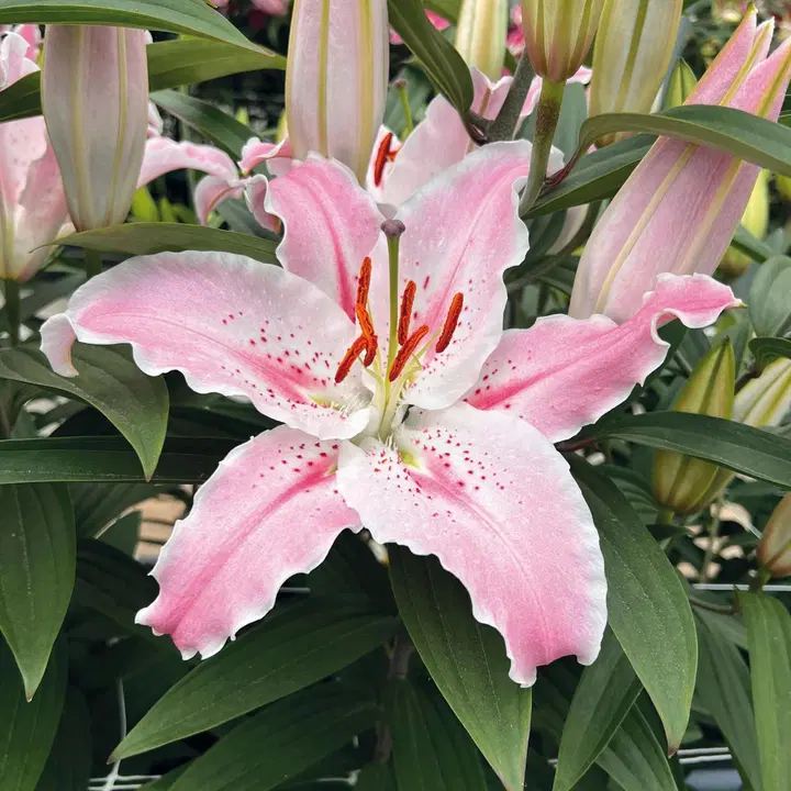 Lilja Virtuoso 14/16 x3